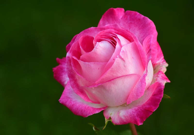 Moonstone Rose
